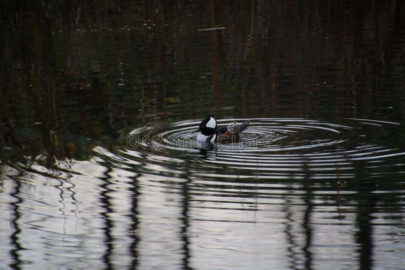 A hooded merganser duck royalty free stock photos A hooded merganser duck royalty free stock photos