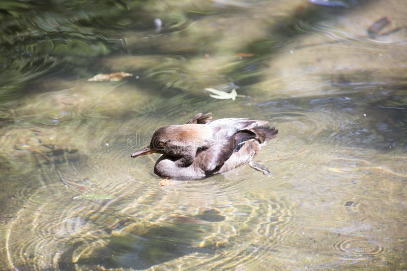 Hooded Merganser royalty free stock images Hooded Merganser royalty free stock images