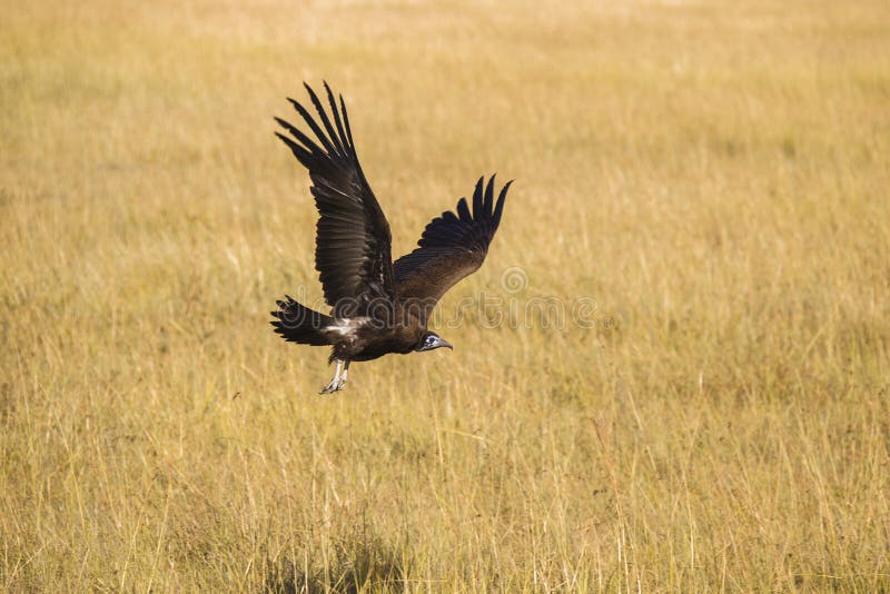 Hooded vulture in flight