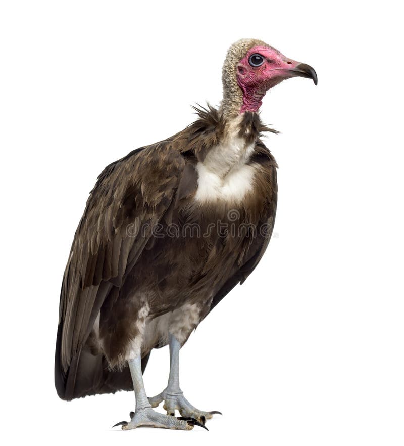 Hooded vulture - Necrosyrtes monachus