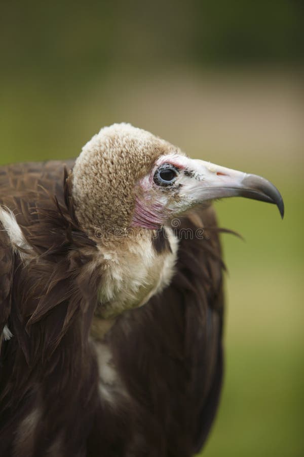 Hooded Vulture profile and close-up shot