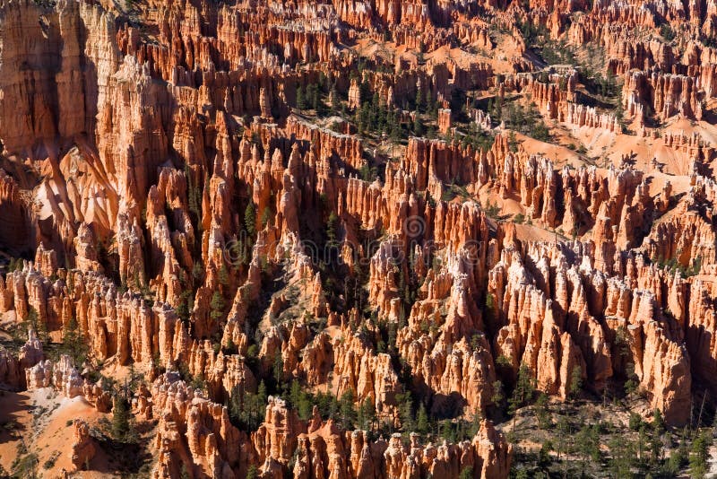 Hoodoo Forest in Bryce Canyon