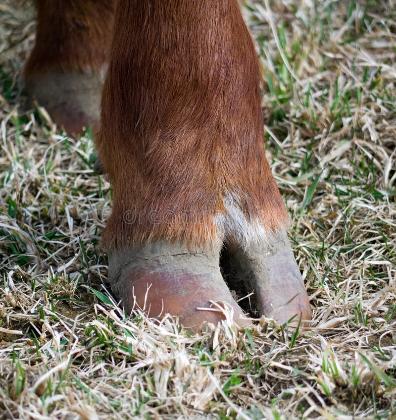 hoof clipt hoof clipt