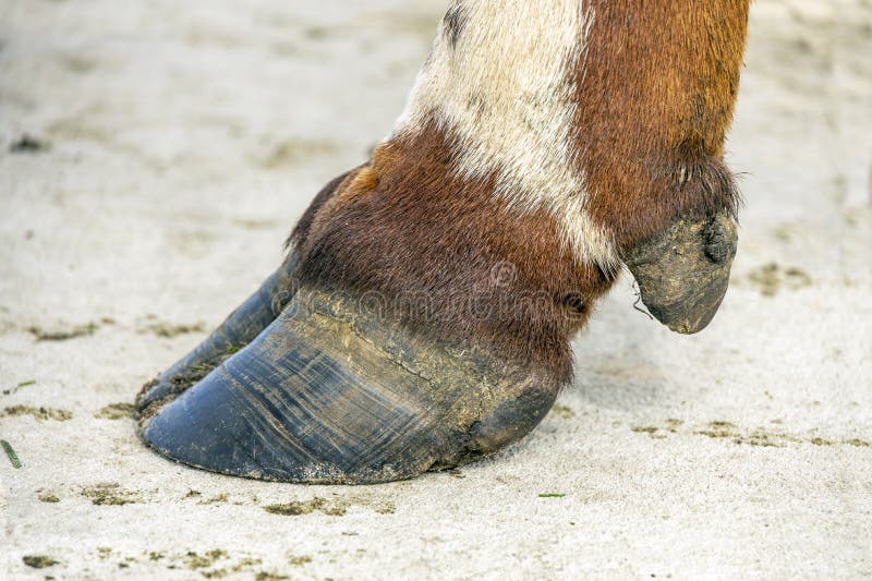 Hoof of a cow close up standing on a path, black nail, brown and white coat