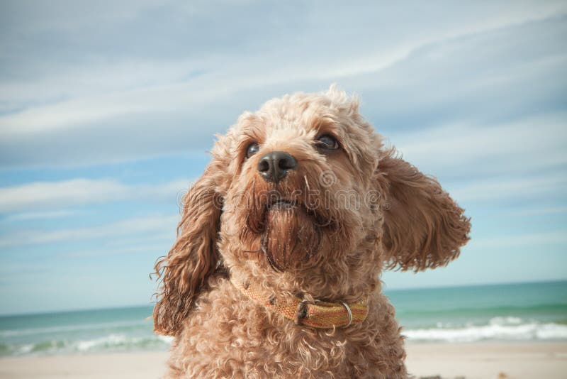 Hoofd en van het schoudersportret schot van leuke Arrogante Koning Charles Spaniel kruiste met poedelhond royalty-vrije stock fotografie Hoofd en van het schoudersportret schot van leuke Arrogante Koning Charles Spaniel kruiste met poedelhond royalty-vrije stock fotografie