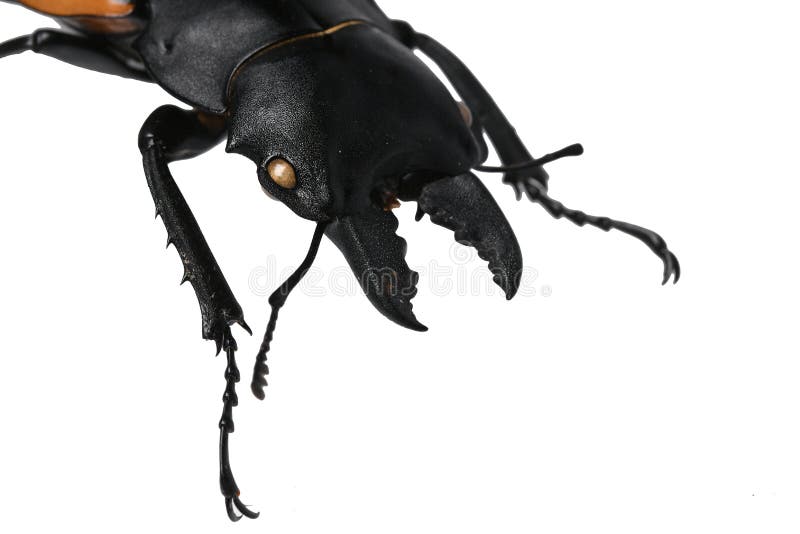 Hoofd, onderkaak en voorbenen van grote mannelijke kever van de familie Lucanidae, deze bepaalde inwoner van de mannetjeskever in stock afbeelding Hoofd, onderkaak en voorbenen van grote mannelijke kever van de familie Lucanidae, deze bepaalde inwoner van de mannetjeskever in stock afbeelding