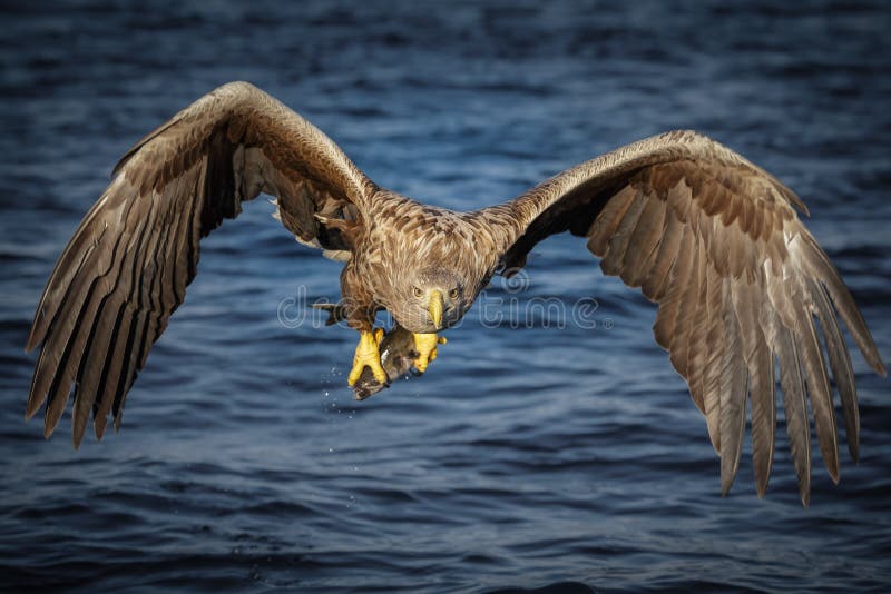 A white-tailed eagle large in the frame after catching a fish in a Norwegian Fjord. A white-tailed eagle large in the frame after catching a fish in a Norwegian Fjord