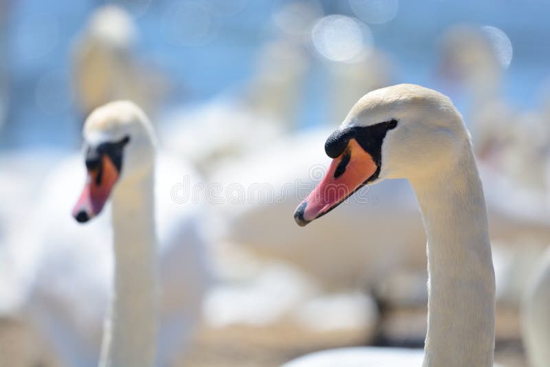 Close up head shot of a group of swans. Close up head shot of a group of swans