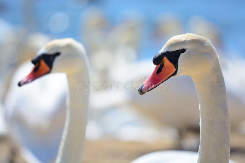 Close up head shot of a group of swans. Close up head shot of a group of swans