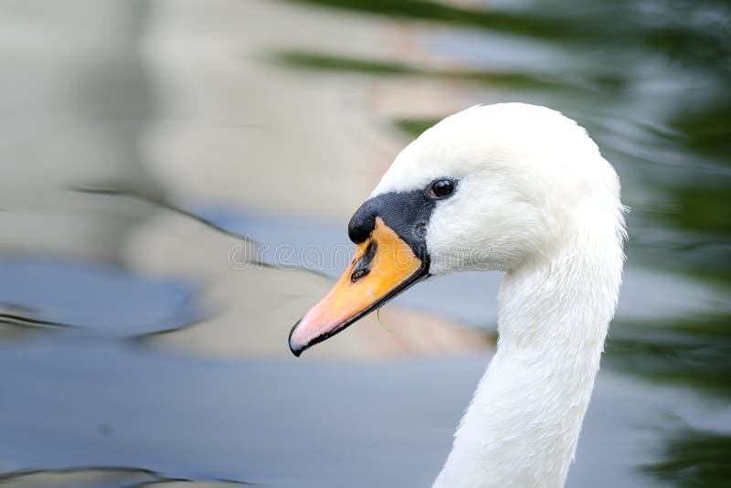 Head Of White Mute Swans On The Pond. Close-Up. Head Of White Mute Swans On The Pond. Close-Up.