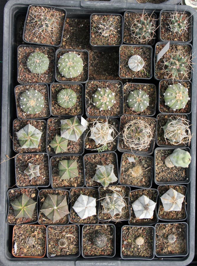 Top view of a selection of little cactus and succulents, portrait cut. Top view of a selection of little cactus and succulents, portrait cut