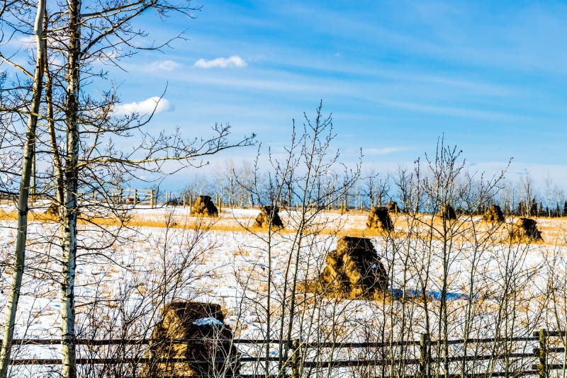 Hooibalen Op Een Sneeuwgebied, Cowboy Trail, Alberta, Canada Stock ...