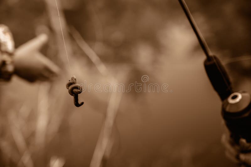 Hook Baited with Live Worm Hanging from Fishing Line Stock Photo - Image of  floating, line: 215971166