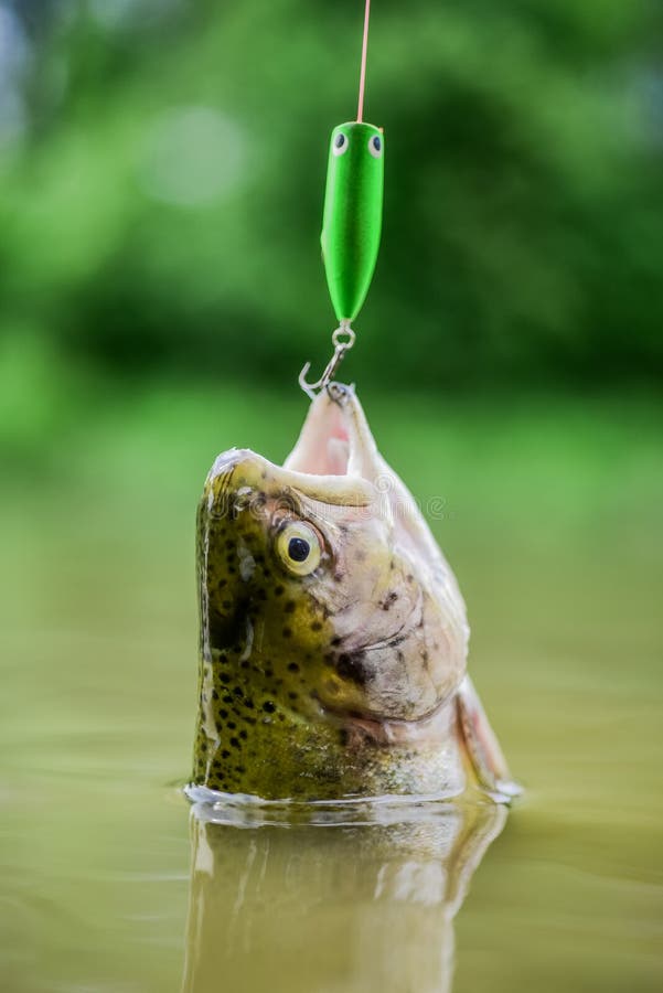 30,315 Fishing Trout Stock Photos - Free & Royalty-Free Stock Photos from  Dreamstime