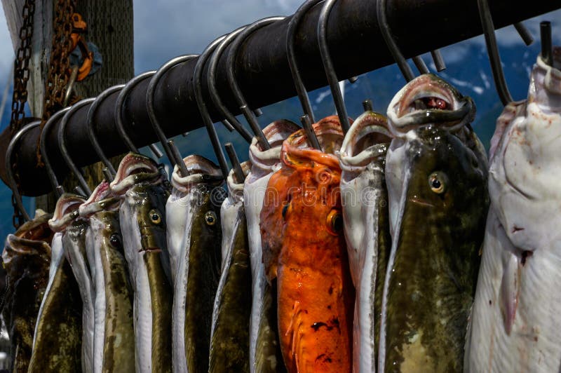 Fisherman Fish Hooked Face Arms Back Stock Photos Free & RoyaltyFree