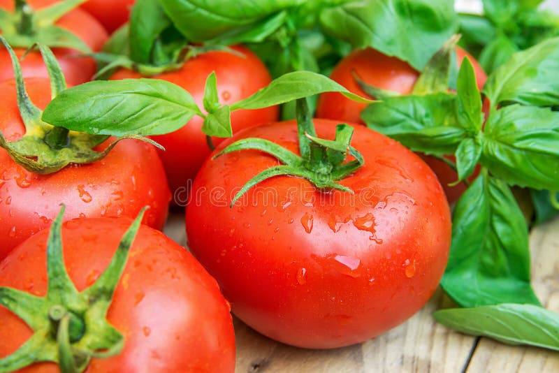 Heap of Fresh Ripe Organic Wet Tomatoes Scattered on Wood Kitchen Garden Table Green Basil Healthy Diet Mediterranean Style Vitamins Lycopene. Heap of Fresh Ripe Organic Wet Tomatoes Scattered on Wood Kitchen Garden Table Green Basil Healthy Diet Mediterranean Style Vitamins Lycopene