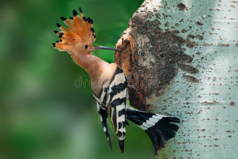 A hoopoe bird in front of a tree nest hole with its feather crown raised up