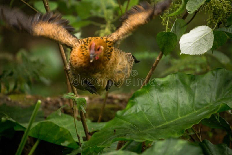 Chicken flying in nature