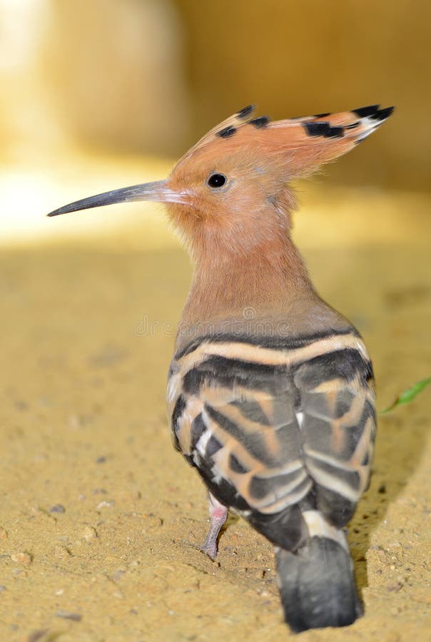 Hoopoe bird stock image. Image of upupa, wildlife, africa 25468297