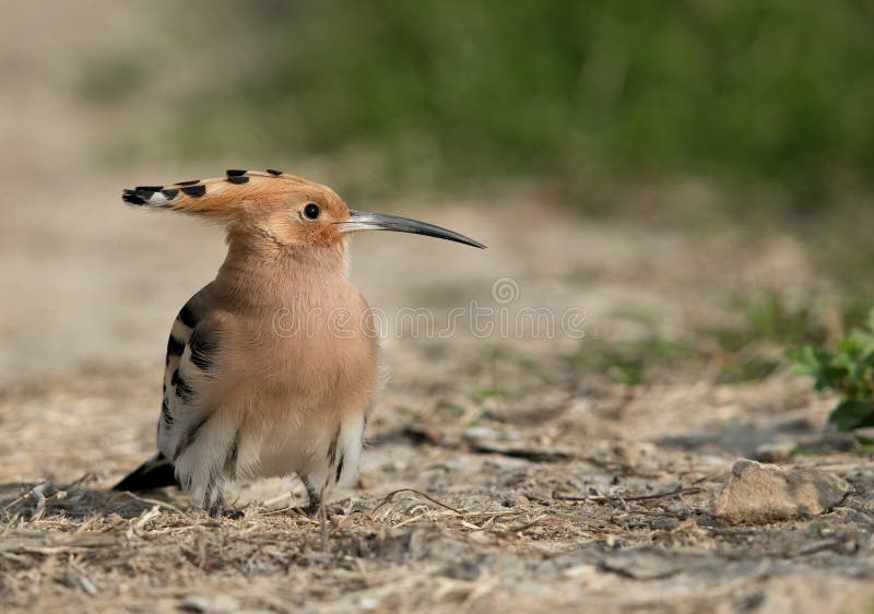 Closeup of Hoopoe stock photo. Image of bucerotiformes 87989928