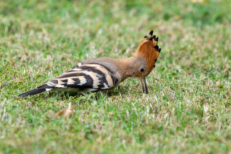 Hoopoe is Looking for Food in the Grass Stock Image Image of feather, bird 267360349