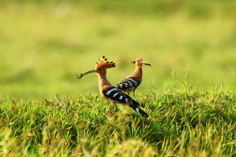 Hoopoe Upupa epops