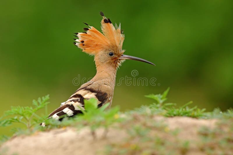 Hoopoe, Upupa epops, sitting on the stone, bird with orange crest, Italy