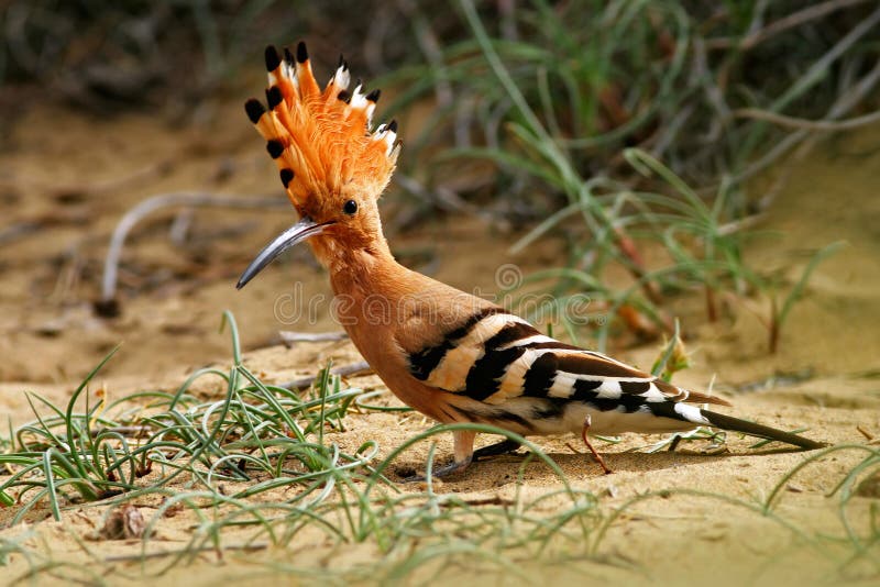 Hoopoe, Upupa epops, sitzend im Sand, Vogel mit orange Kamm, Spanien Schöner Vogel im Naturlebensraum Tier vom Souther