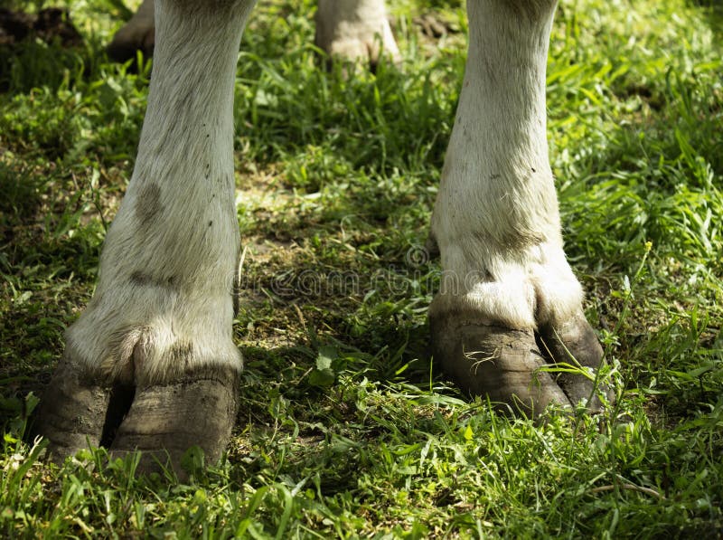 Hooves stock photo. Image of green, droppings, skin, leggs 30977088