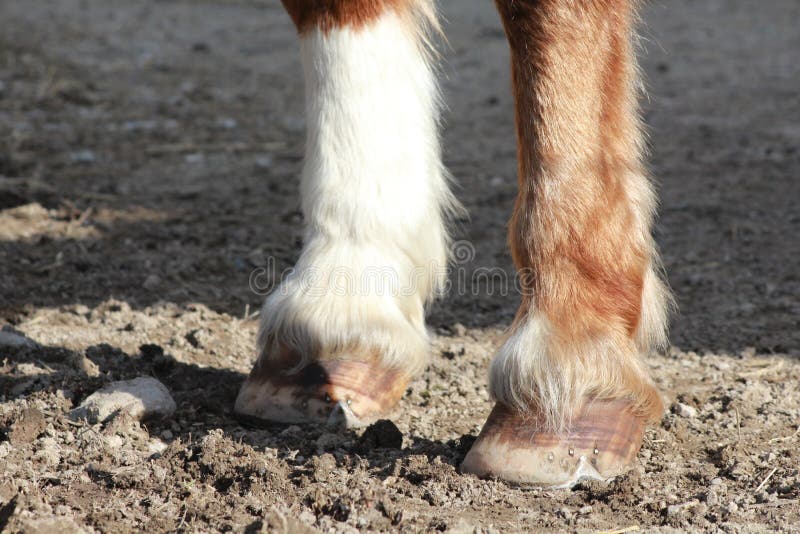 Hooves of a Horse stock photo. Image of nature, black 130972280