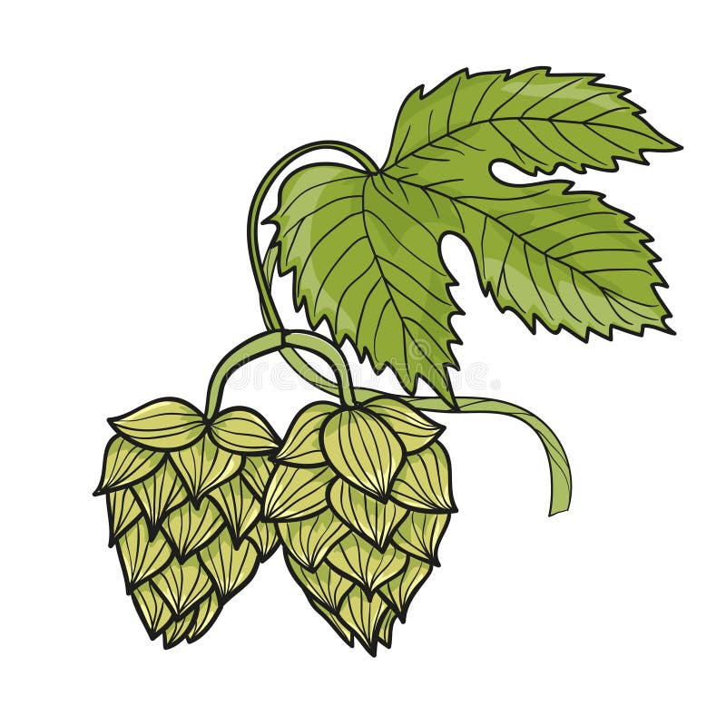 Hop vines stock illustration. Illustration of cutout, eatable 6118111