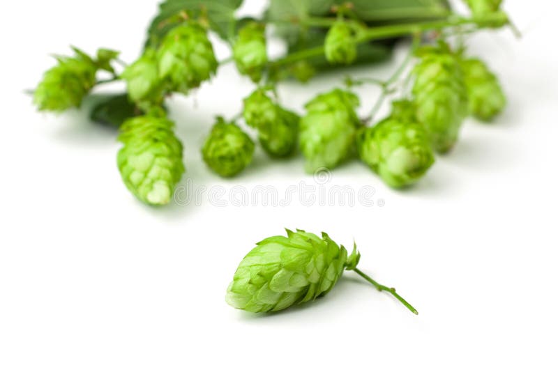 Hop close-up