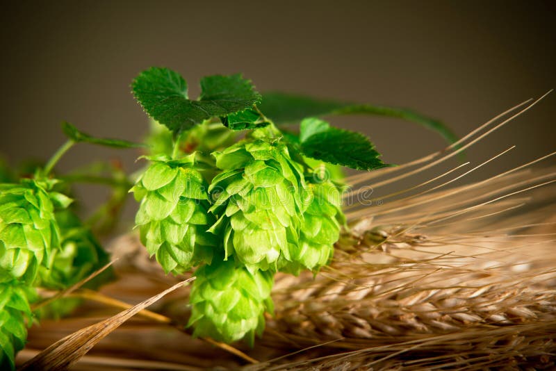 Hop Cones With Barley royalty free stock photo