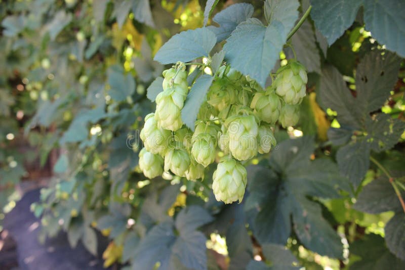 Hop cones on a bush stock image