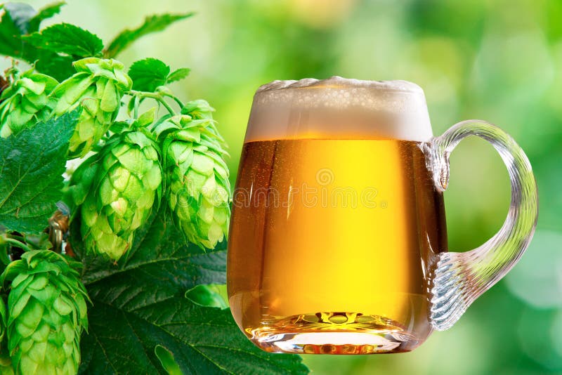 Hop cones with glass of beer stock photos Hop cones with glass of beer stock photos
