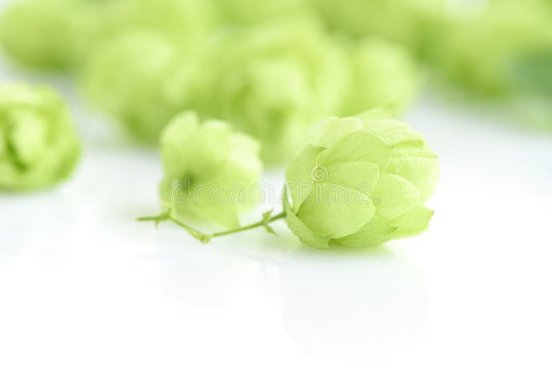 Hop cones Humulus isolated closeup on white background