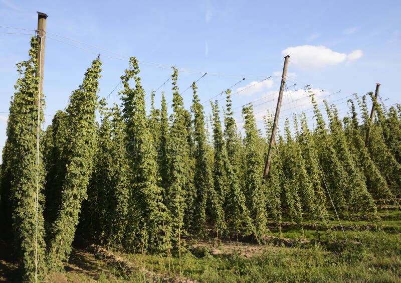 Hop Garden stock photo. Image of rural, harvest, cultivation 35836198