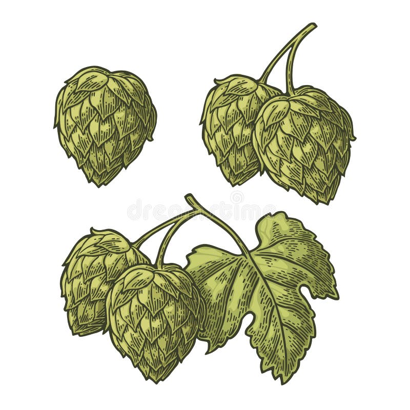 Set hop herb plants wih and without leaf. Isolated on white background. For labels, packaging and poster with production process brewery of beer. Vector color vintage engraved illustration. Hand drawn design element. Set hop herb plants wih and without leaf. Isolated on white background. For labels, packaging and poster with production process brewery of beer. Vector color vintage engraved illustration. Hand drawn design element