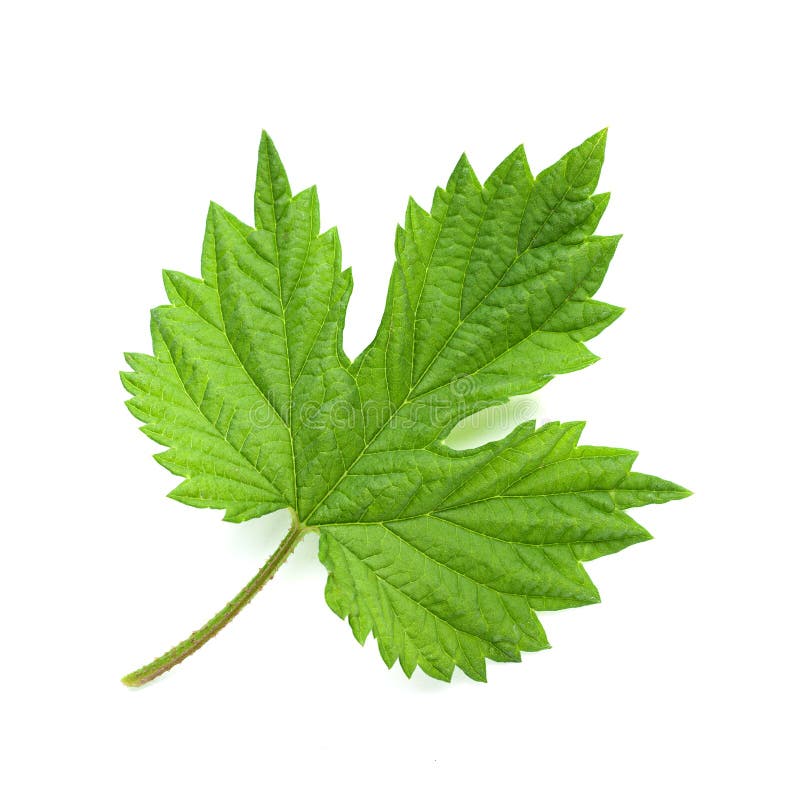 Hop leaf on white stock image. Image of plant, nature 40107697