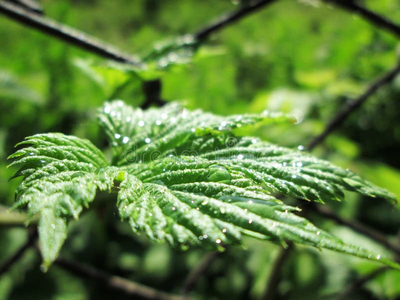 Hop leaves stock image. Image of macro, garden, hops 94019079