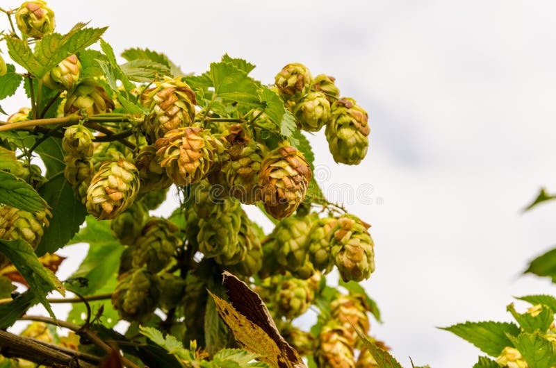 Hop plant stock photo. Image of malt, leaves, ripe, vegetation 78501398