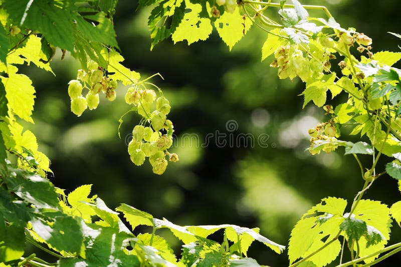 Hopfen, die auf Humulus lupulus Anlage wachsen Gemeines Hopfenblumen oder Samenkegel und grünes Laub hintergrundbeleuchtet durch stockbild