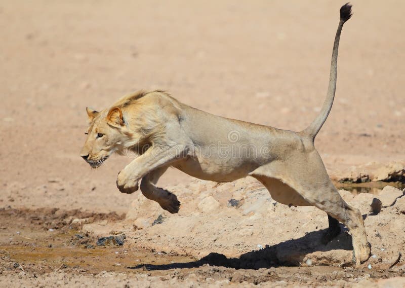 A young Lion photographed leaping like a big cat over water in the Kalahari. A young Lion photographed leaping like a big cat over water in the Kalahari.