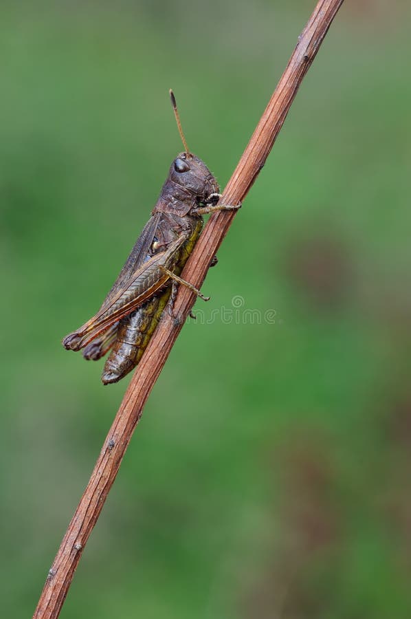 A hopper stock photo. Image of entomology, biology, raider 17906816