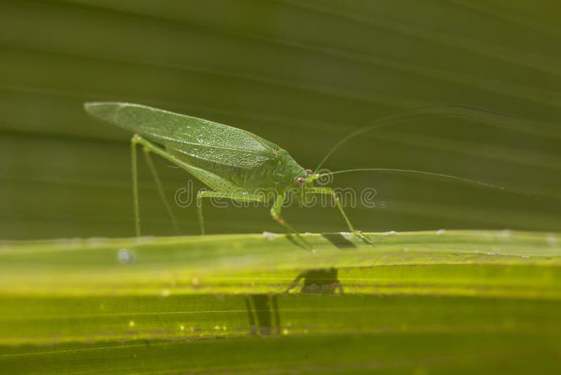 Hopper för gräs för jätteKatydid länge lagd benen på ryggen grön blad royaltyfri foto