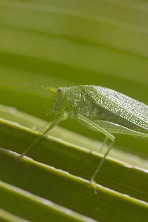 Hopper för gräs för jätteKatydid länge lagd benen på ryggen grön blad royaltyfri bild