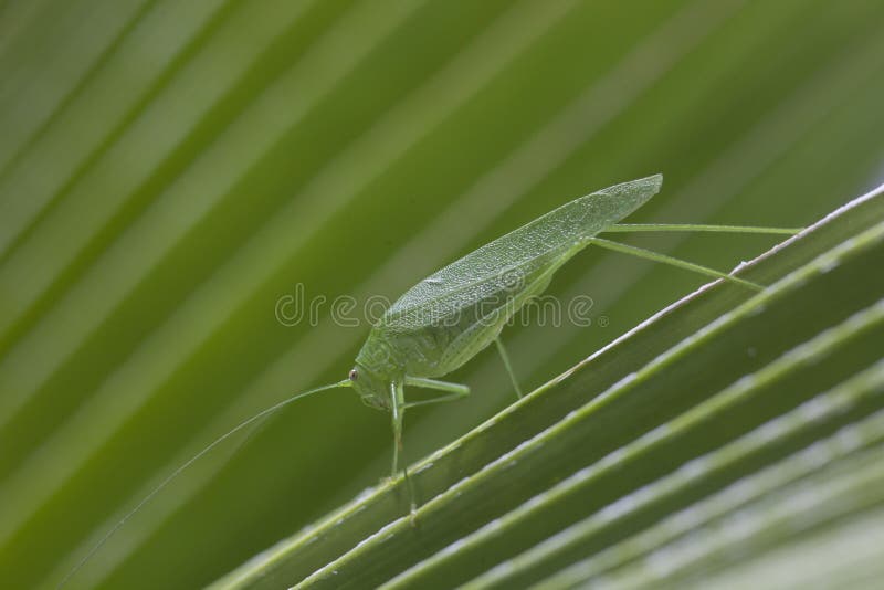 Hopper för gräs för jätteKatydid länge lagd benen på ryggen grön blad arkivfoto