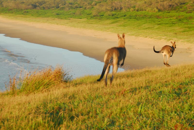 Dve kangaroos poskakování na úvrati po pláži.