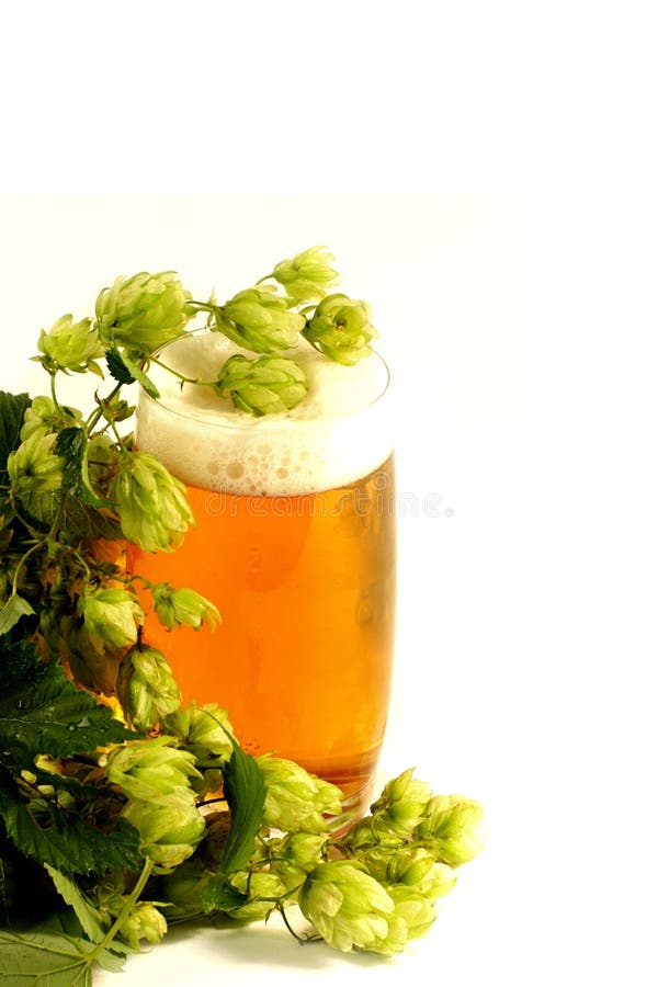 Hops and beer stock photo. Image of nature, foam, brewery 26400058