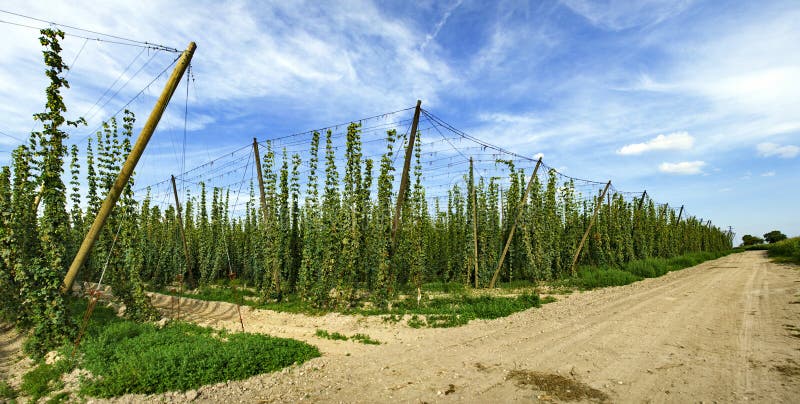 Hops farm